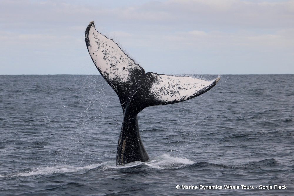 humpback whale, whale watching, gansbaai, south africa