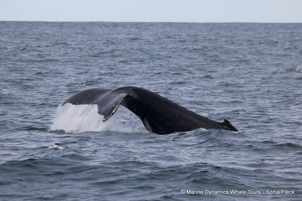humpback whale, whale watching, gansbaai, south africa