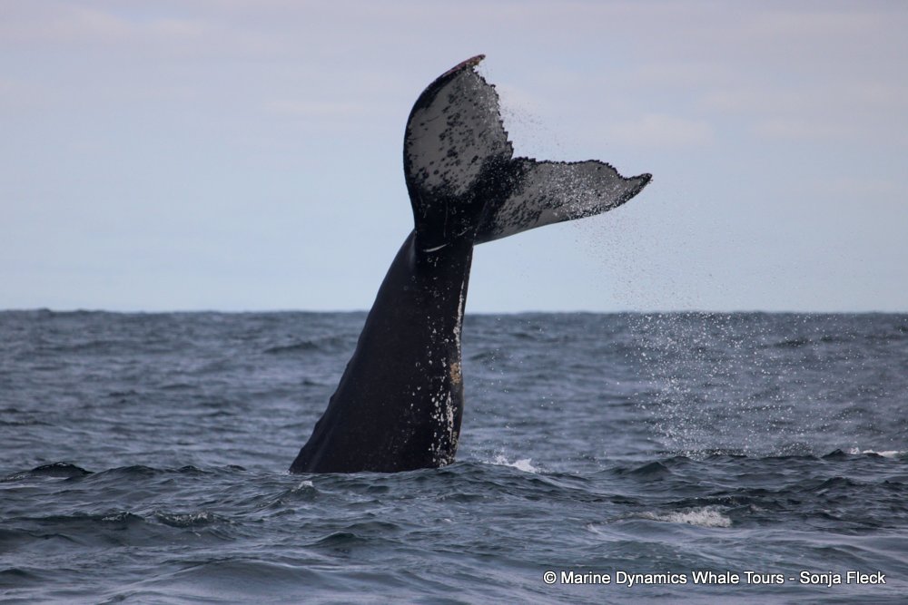 Marine Big 5 Daily Blog 04 September
