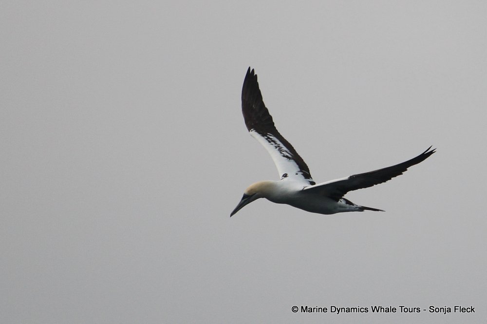 cape gannet, whale watching, gansbaai, south africa