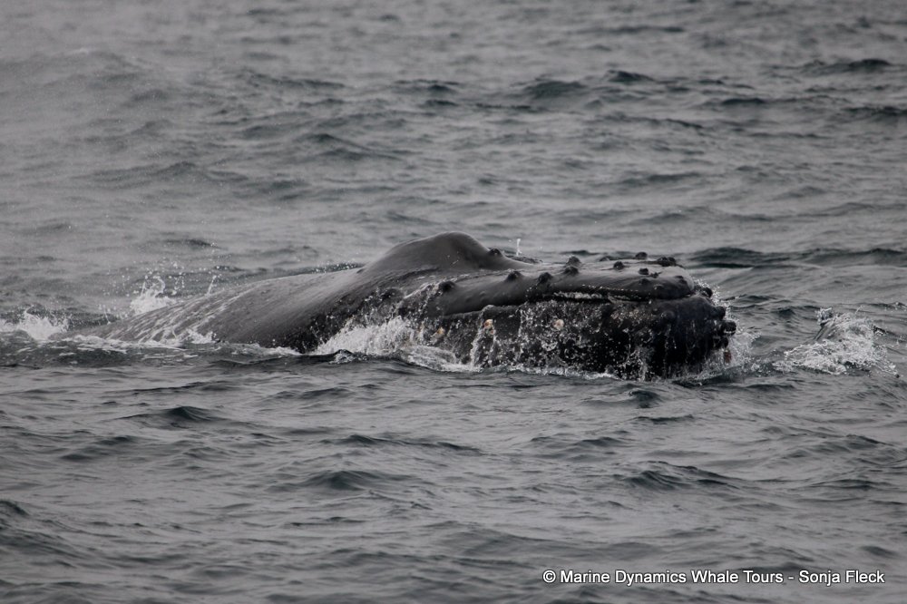 humpback whale, whale watching, gansbaai, south africa