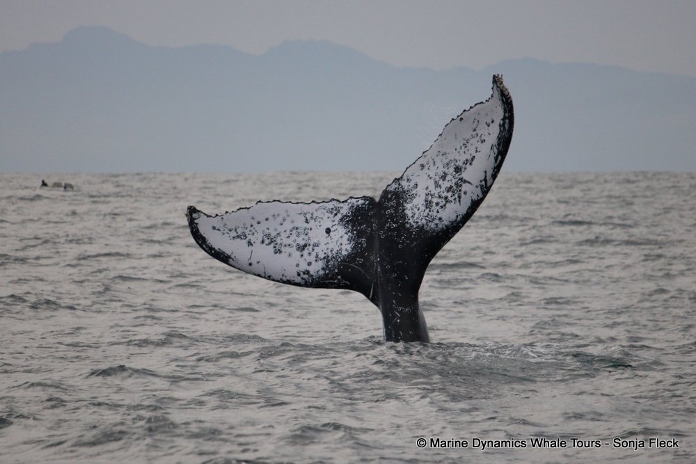 humpback whale, whale watching, gansbaai, south africa