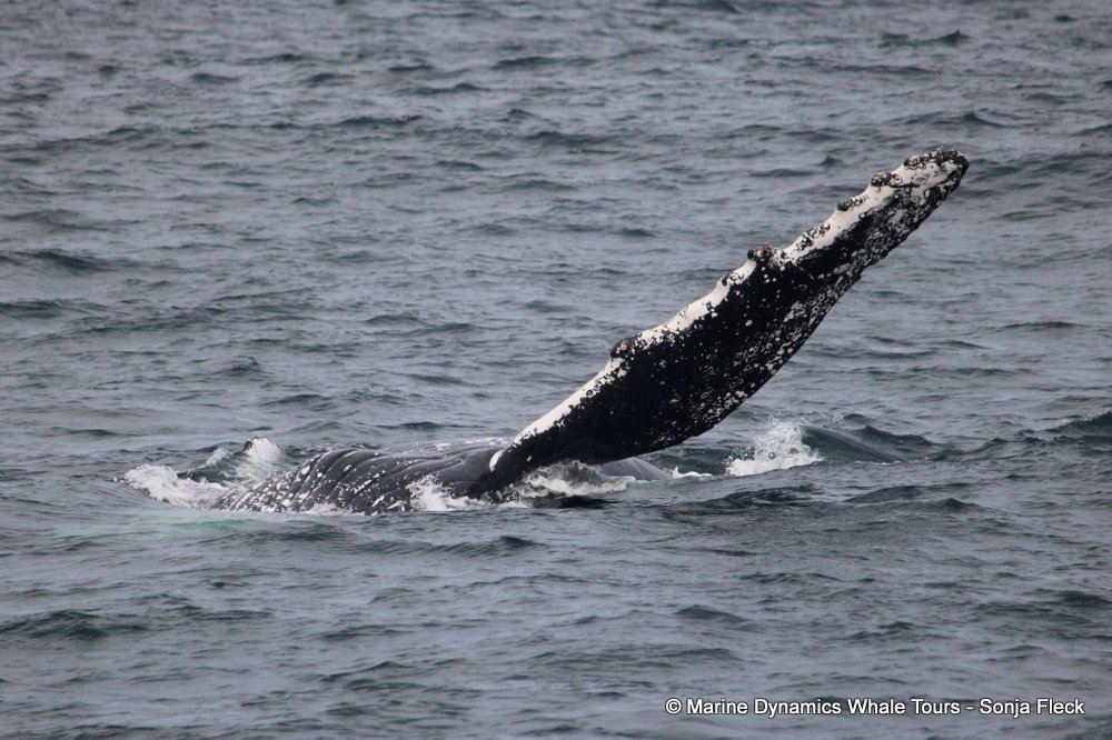 humpback whale, whale watching, gansbaai, south africa