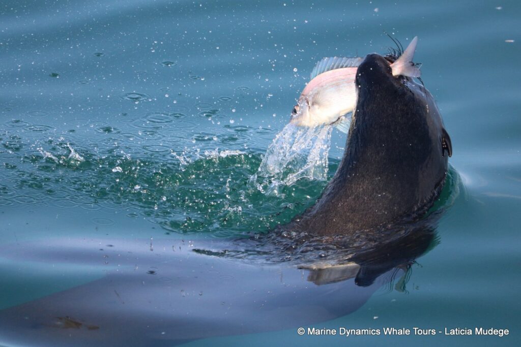 cape fur seal, whale watching, gansbaai, south africa