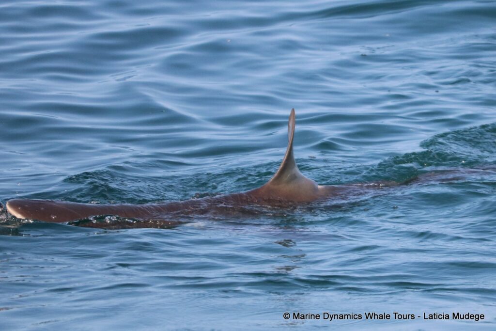 bronze whaler shark, whale watching, gansbaai, south africa,