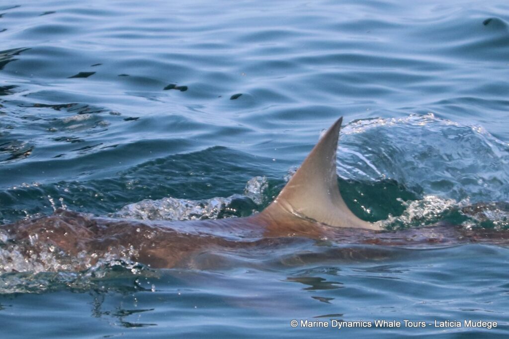 bronze whaler shark, whale watching, gansbaai, south africa,