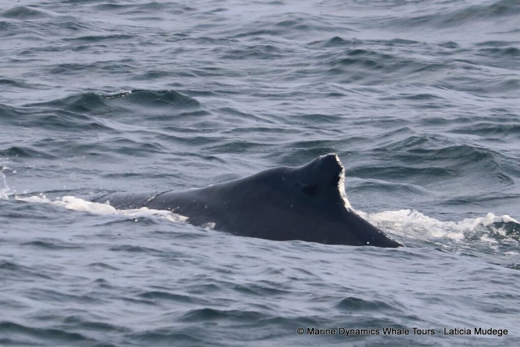 humpback whale, whale watching, gansbaai, south africa