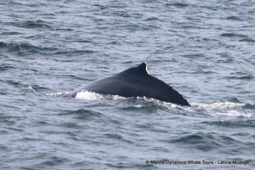 humpback whale, whale watching, gansbaai, south africa