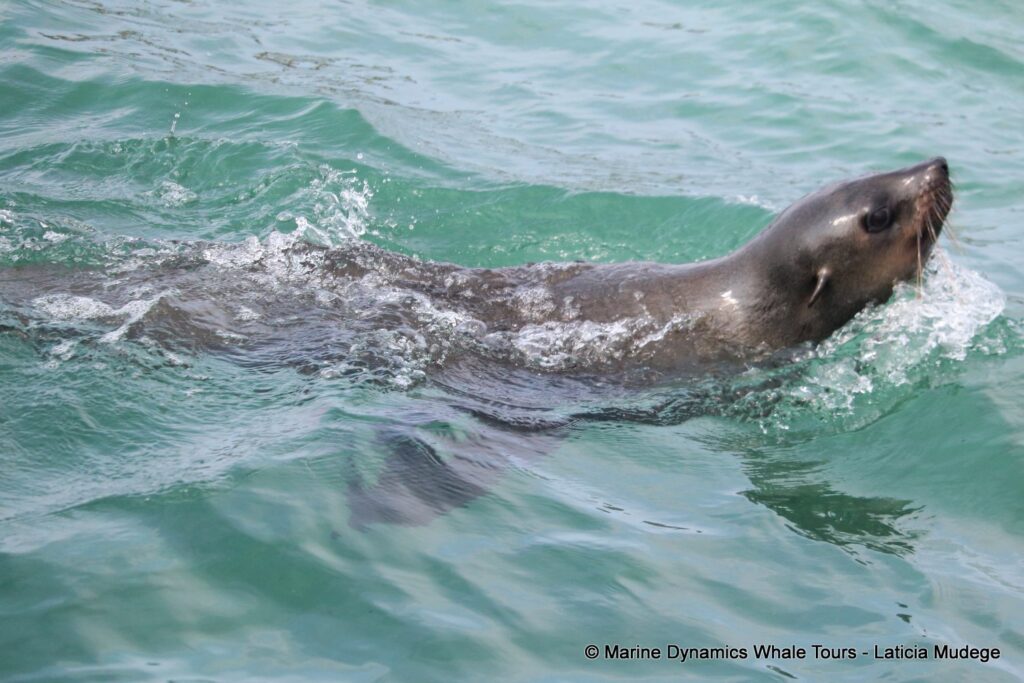 cape fur seal, whale watching, gansbaai, south africa