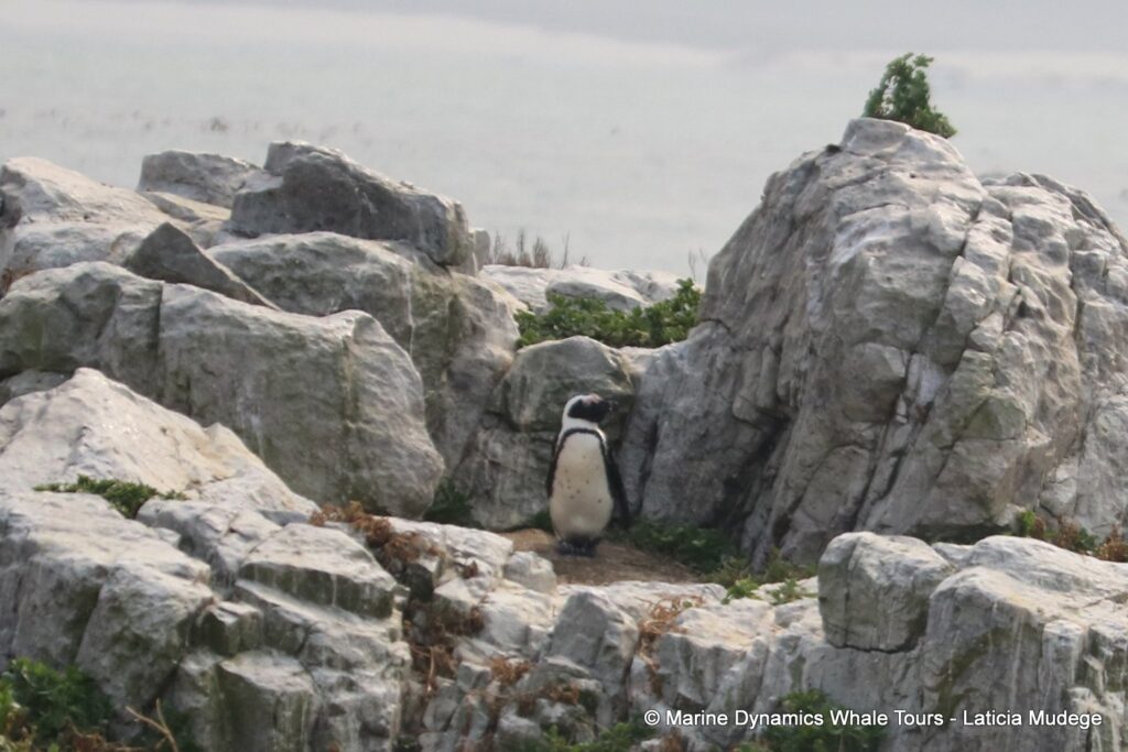 african penguin, whale watching, gansbaai, south africa