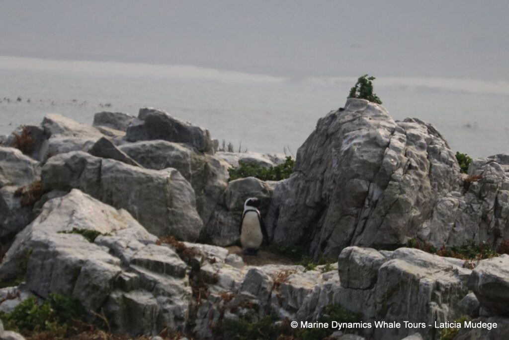 african penguin, whale watching, gansbaai, south africa