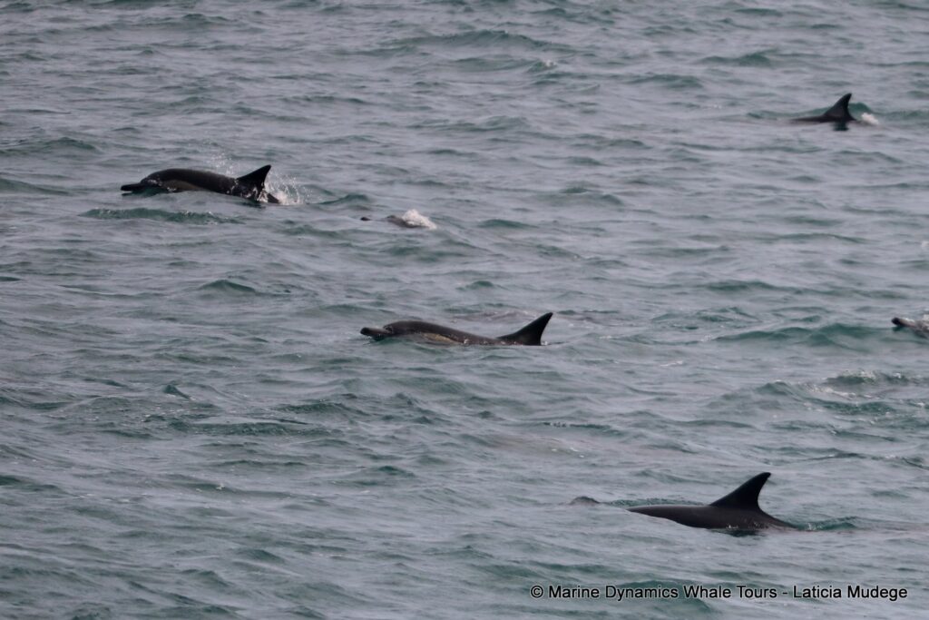 common dolphin, whale watching, gansbaai, south africa
