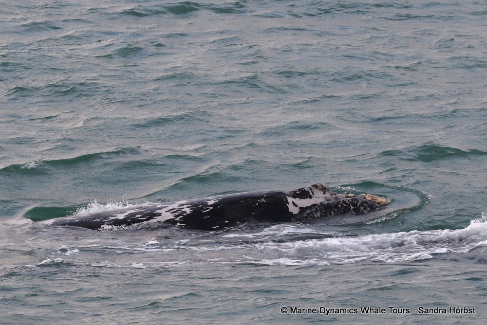 Southern right whale, whale watching, gansbaai, south africa,