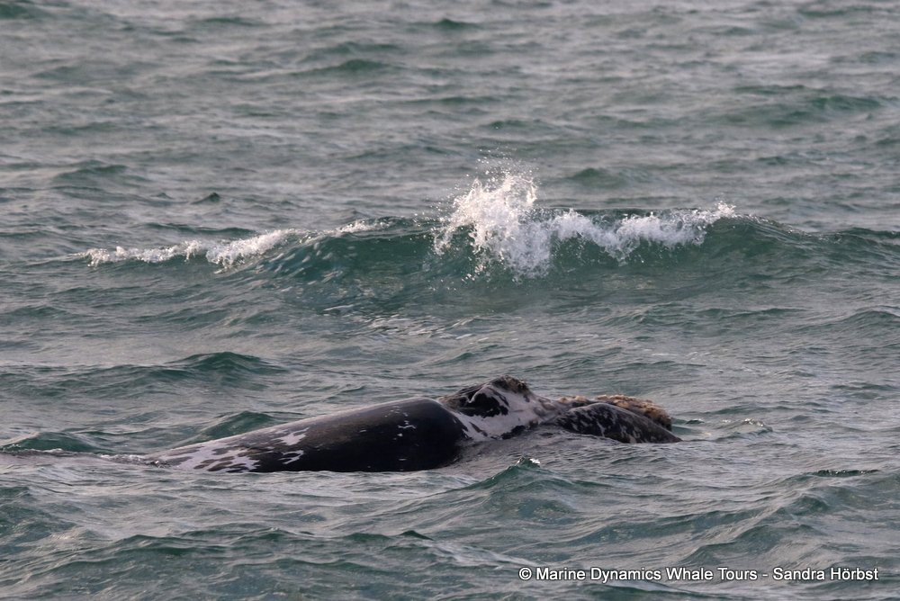 Southern right whale, whale watching, gansbaai, south africa,