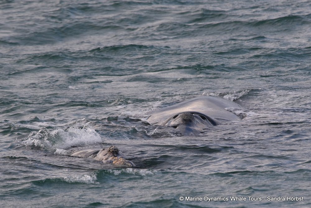 Southern right whale, whale watching, gansbaai, south africa,