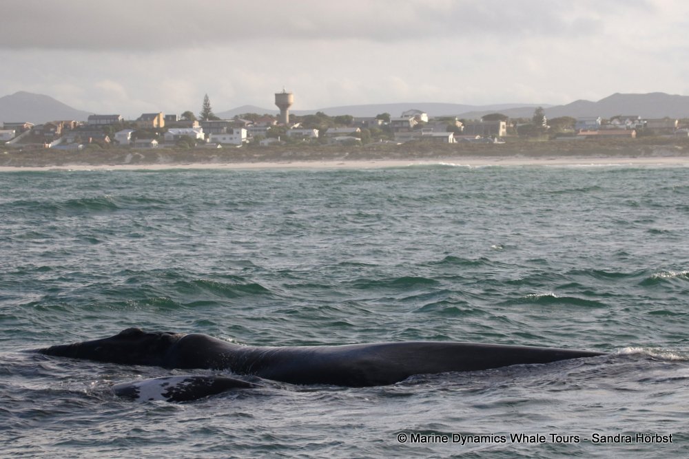 Southern right whale, whale watching, gansbaai, south africa,