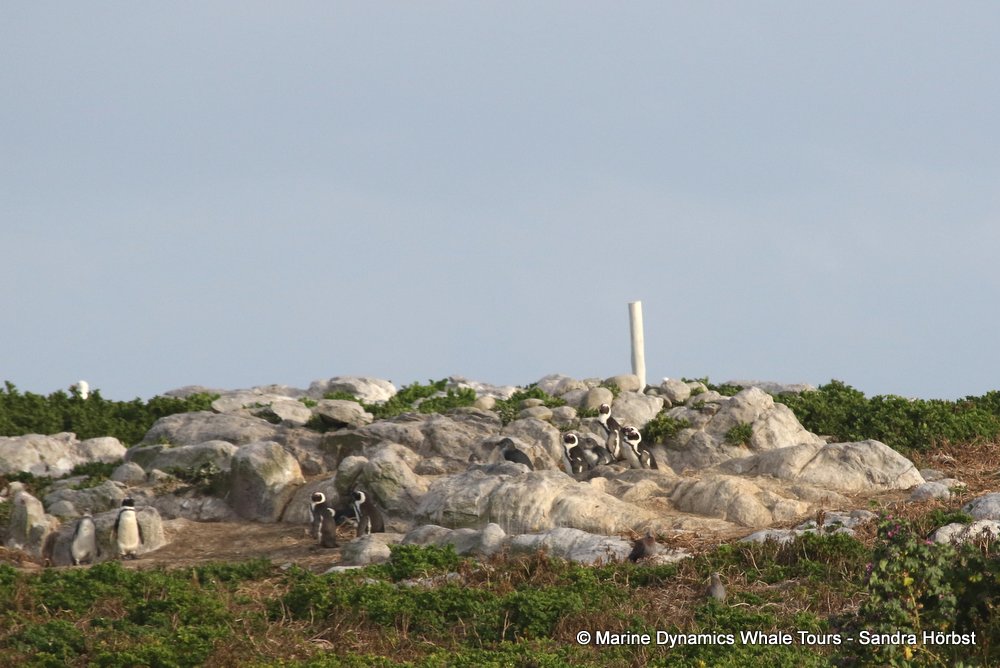 penguins, whale watching, gansbaai, south africa,