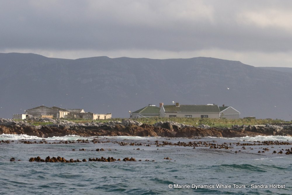 dyer island, whale watching, gansbaai, south africa,