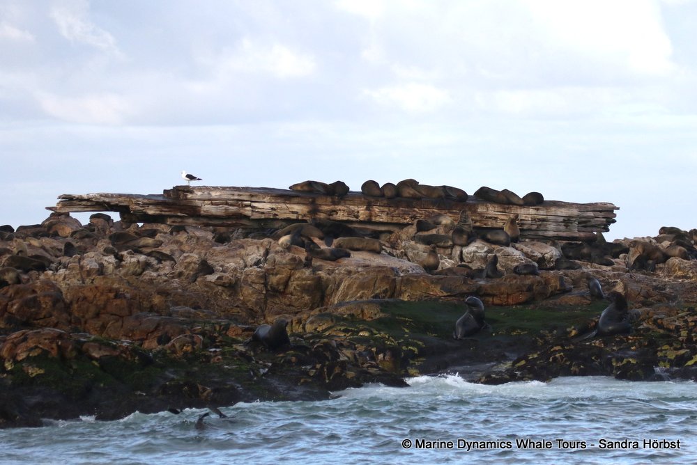 cape fur seal, whale watching, gansbaai, south africa