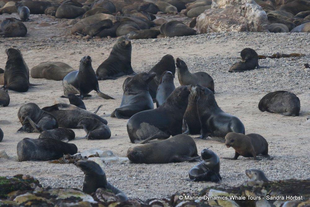 cape fur seal, whale watching, gansbaai, south africa