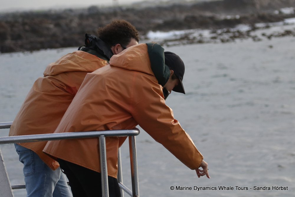 people, whale watching, gansbaai, south africa