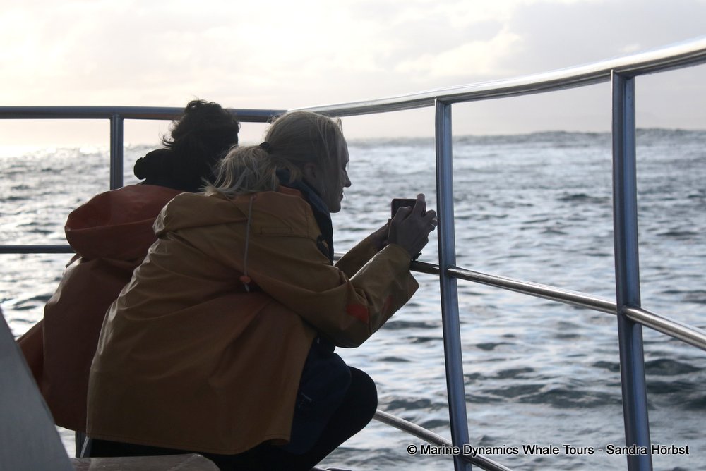 people, whale watching, gansbaai, south africa