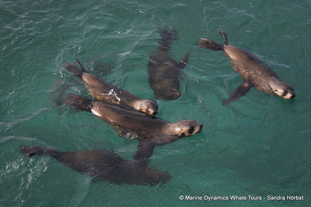 cape fur seal, whale watching, gansbaai, south africa