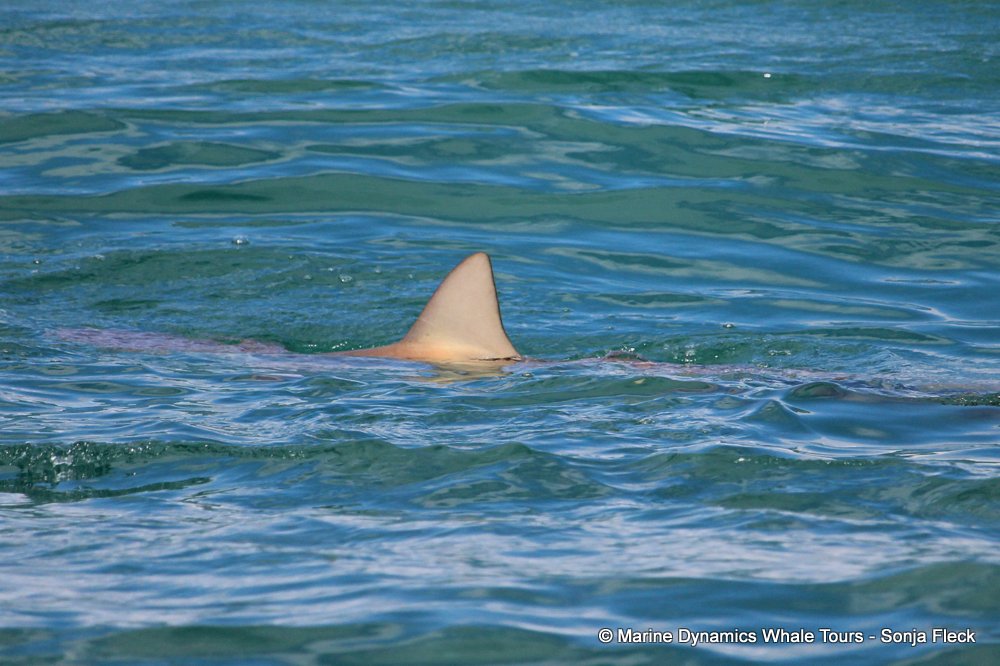 bronze whaler shark, whale watching, gansbaai, south africa,