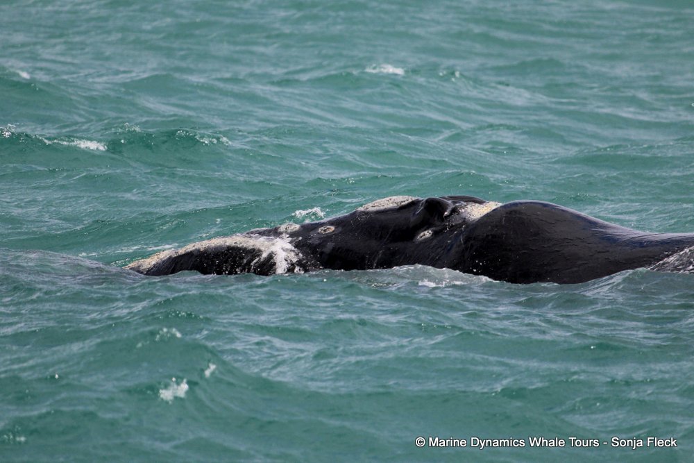 Southern right whale, whale watching, gansbaai, south africa,