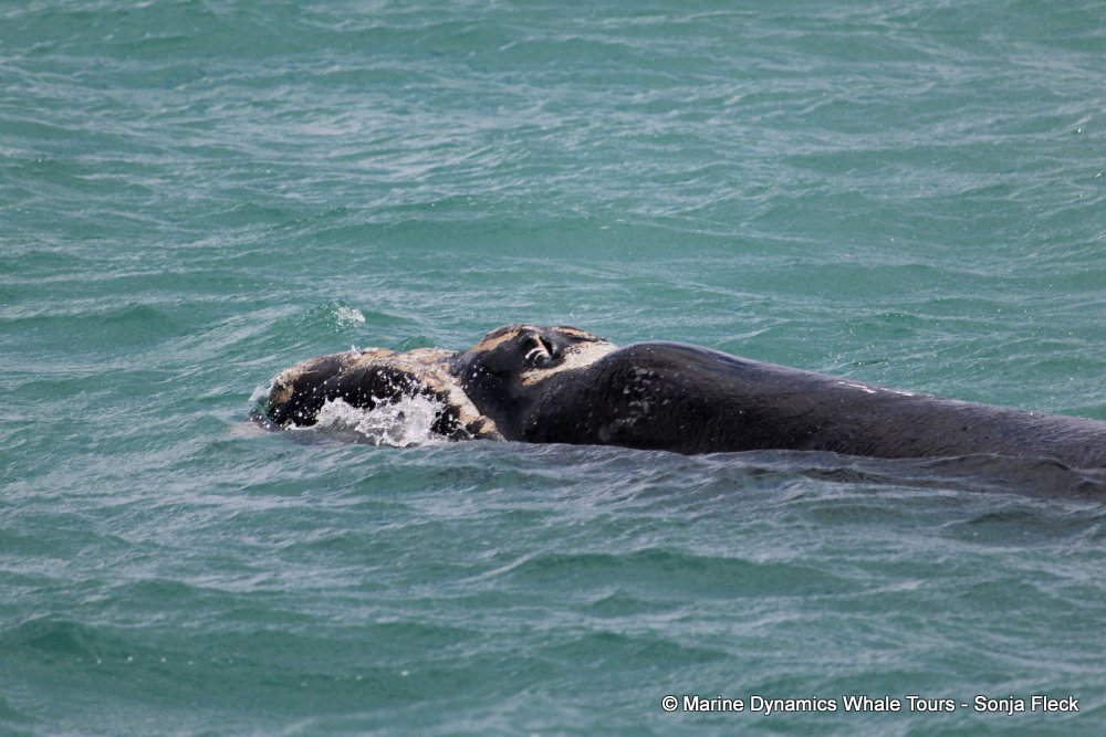 Southern right whale, whale watching, gansbaai, south africa,