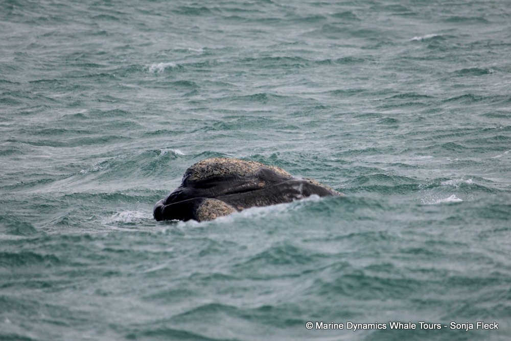 Marine Big 5 Daily Blog 08 September