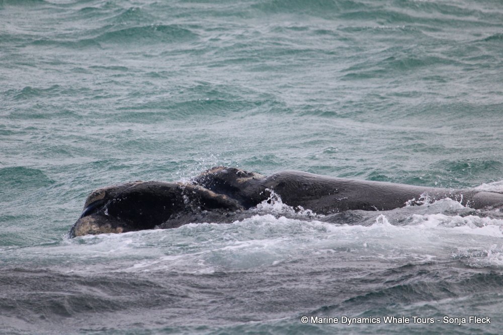 Southern right whale, whale watching, gansbaai, south africa,