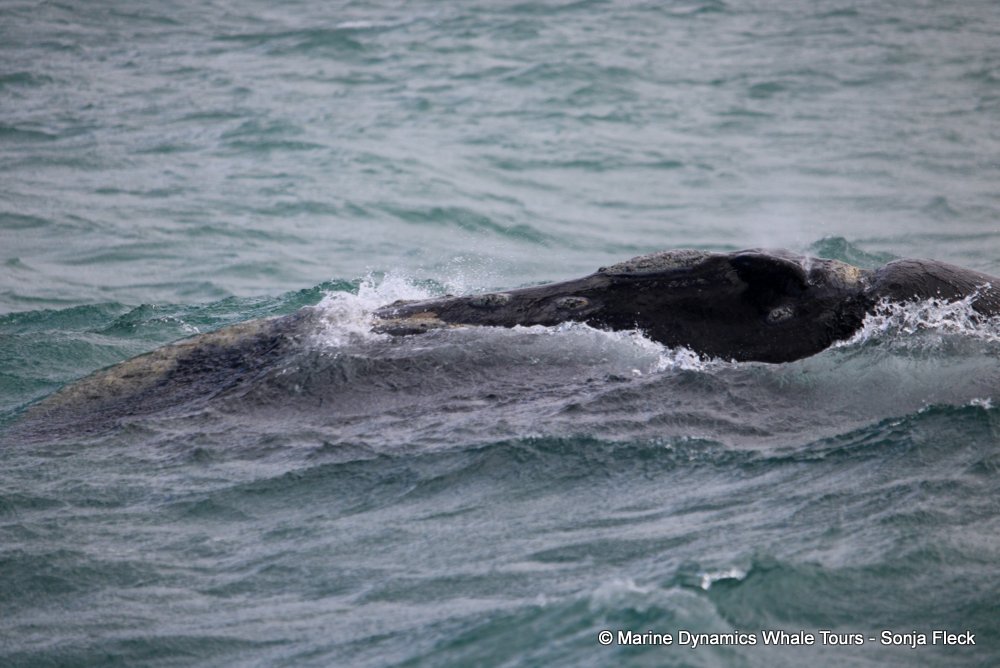 Southern right whale, whale watching, gansbaai, south africa,