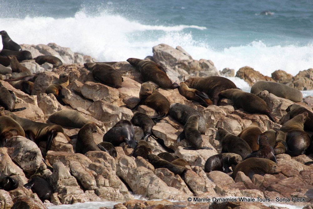 cape fur seal, whale watching, gansbaai, south africa