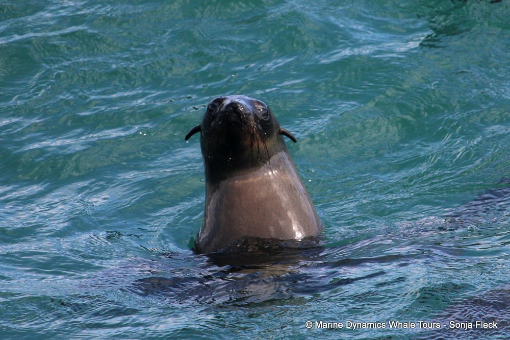cape fur seal, whale watching, gansbaai, south africa