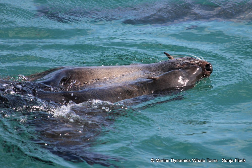 cape fur seal, whale watching, gansbaai, south africa