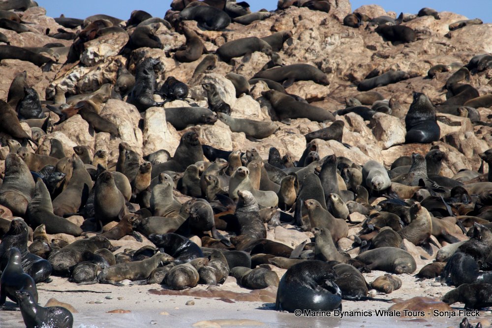 cape fur seal, whale watching, gansbaai, south africa