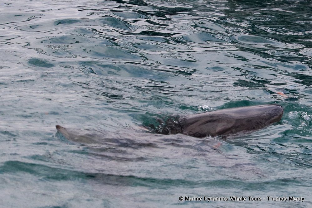 bronze whaler shark, whale watching, gansbaai, south africa,