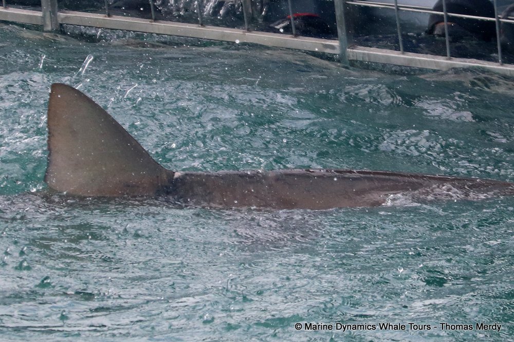 bronze whaler shark, whale watching, gansbaai, south africa,