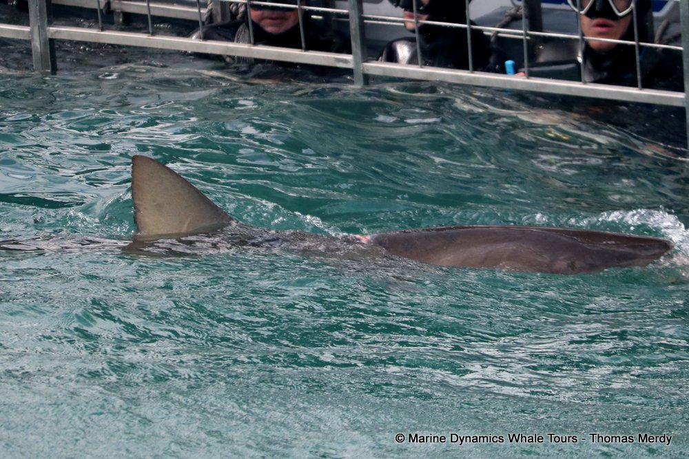 bronze whaler shark, whale watching, gansbaai, south africa,