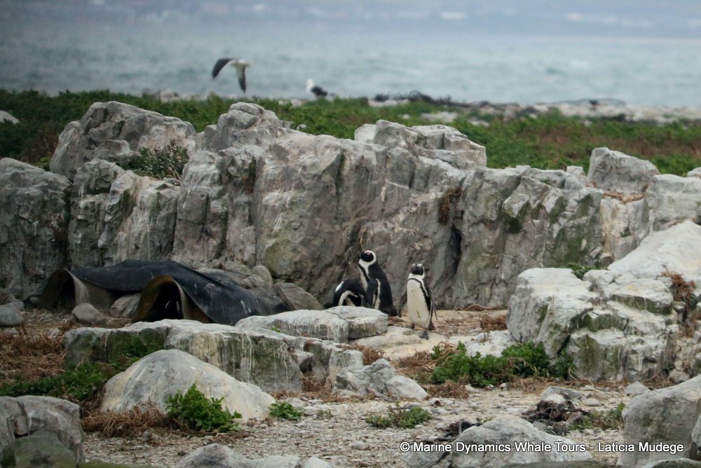 african penguin, whale watching, gansbaai, south africa