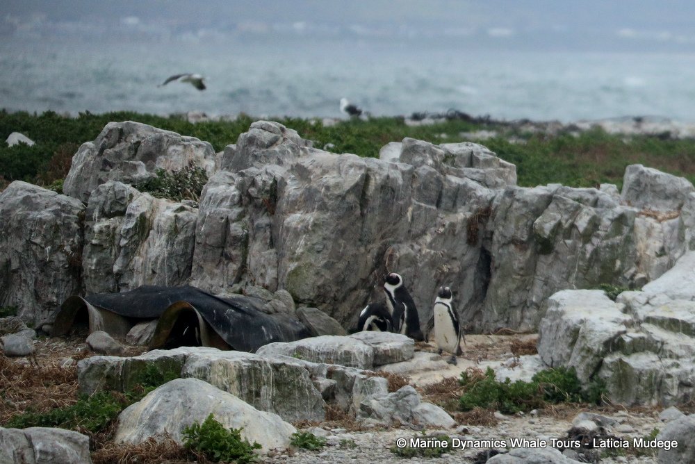 african penguin, whale watching, gansbaai, south africa