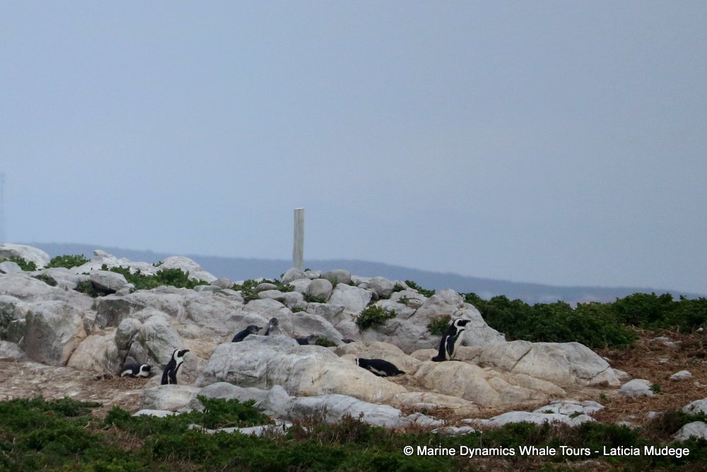 african penguin, whale watching, gansbaai, south africa