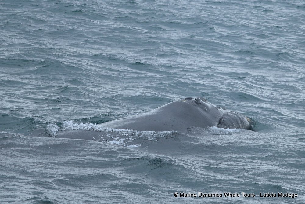 Southern right whale, whale watching, gansbaai, south africa,