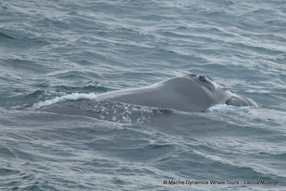 Southern right whale, whale watching, gansbaai, south africa,