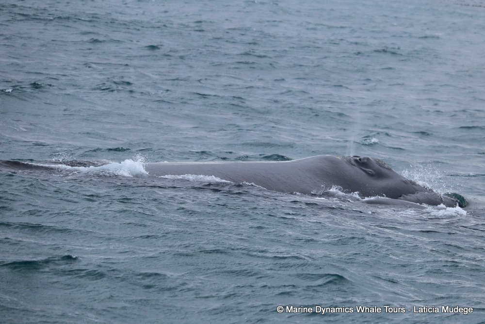Southern right whale, whale watching, gansbaai, south africa,