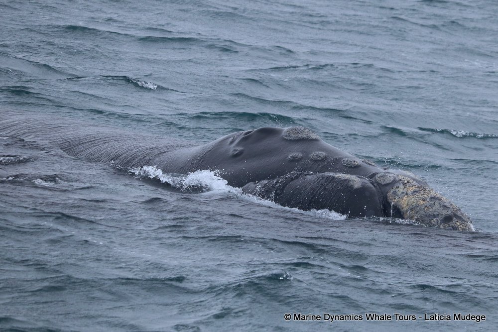 Southern right whale, whale watching, gansbaai, south africa,