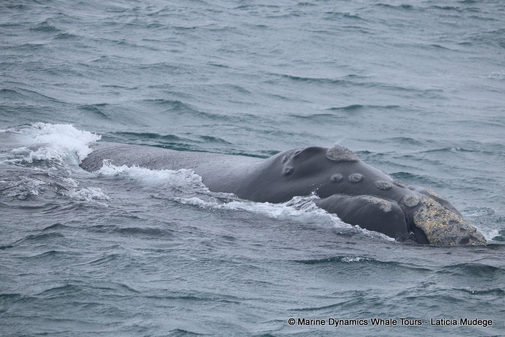 Southern right whale, whale watching, gansbaai, south africa,