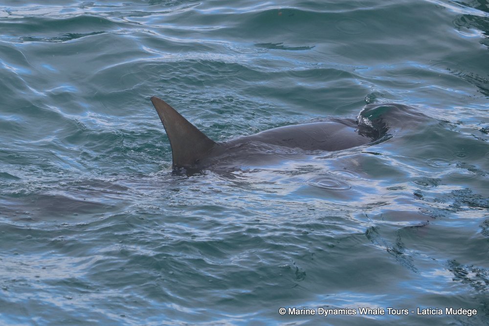 bronze whaler shark, whale watching, gansbaai, south africa,