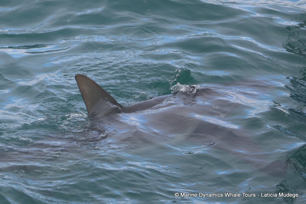 bronze whaler shark, whale watching, gansbaai, south africa,
